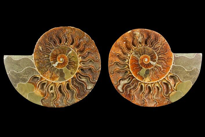 Agate Replaced Ammonite Fossil - Madagascar #150898